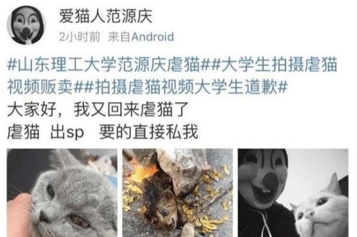 网曝多名年轻人合伙骗领虐猫，道德沦丧还是社会乱象？