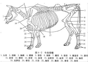 蛇为何舍弃四肢，进化出独特的身体结构？